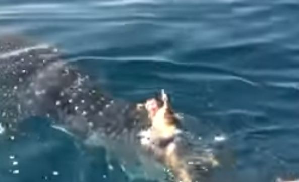 Φλόριντα: Κολύμπησε πάνω σε μια φάλαινα- καρχαρία! (video+photos) 