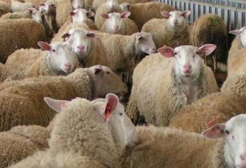 Peloponnese: Catarrhal fever threatens sheep