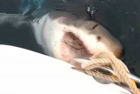 Βίντεο: Τεράστιος λευκός καρχαρίας επιτίθεται σε βάρκα με παιδιά!