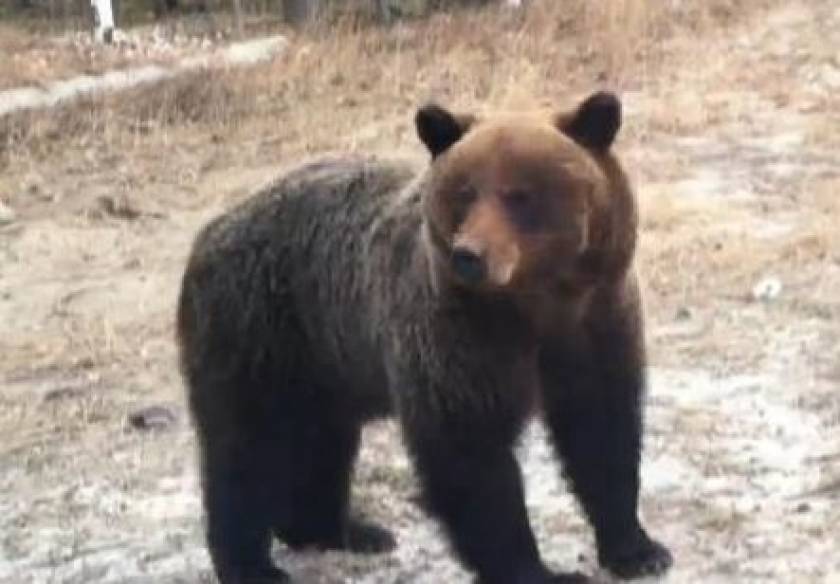 На Камчатке полицейские целый час гонялись за голодным медведем