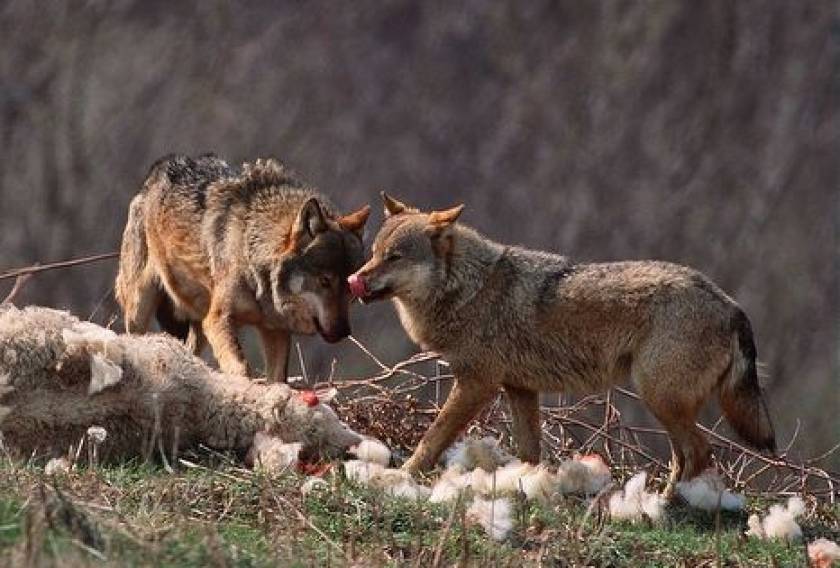 Κοζάνη: Αγέλη λύκων αποδεκάτισε κοπάδι με πρόβατα