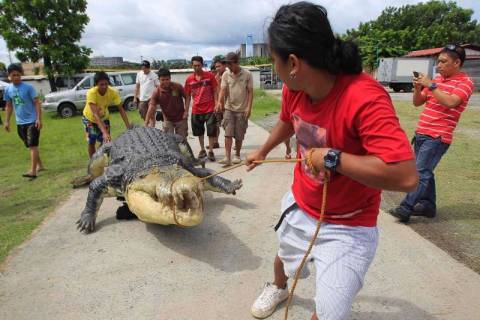 Φιλιππίνες: Τεράστιος κροκόδειλος προκάλεσε χάος σε αυτοκινητόδρομο! (photos)