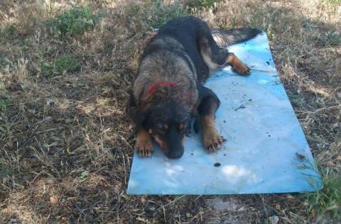 Κοζάνη: Νέα κτηνωδία – Νεκρά από φόλα δύο σκυλάκια