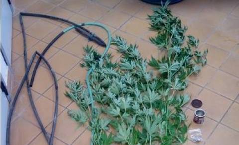 Αγρίνιο: Kαλλιεργούσε χασίς σε ρεματιά της Γαβαλούς