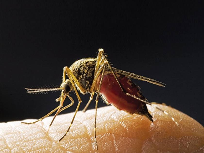 Φτιάξτε οικολογικές παγίδες για τα κουνούπια και τσιμπήματα (τέλος)