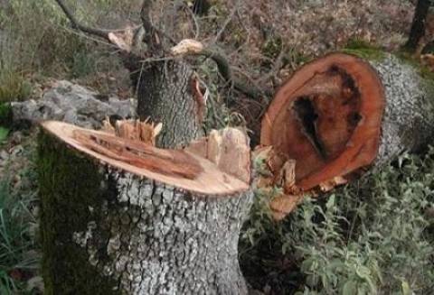 Αγρίνιο: «Μπλόκο» σε λαθροϋλοτόμο με τέσσερις τόνους ξυλεία