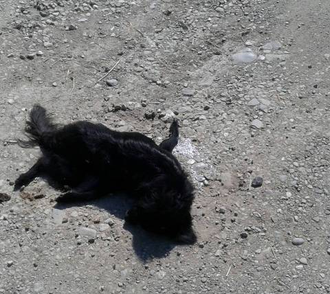 Πάτρα: Νέα θηριωδία – Ένα ακόμα νεκρό σκυλάκι από φόλα (pic)