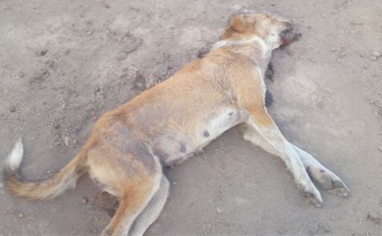 Νέα θηριωδία στη Λάρισα: Δηλητηρίασαν σκυλιά-Βρέθηκαν σε οικόπεδο (pic)