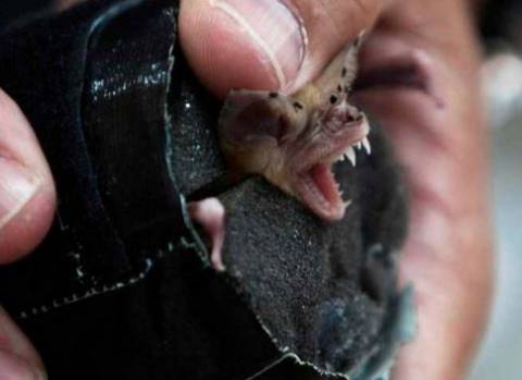 Αμαλιάδα: Νυχτερίδα δάγκωσε 60χρονο - Ειδοποιήθηκε το ΚΕΕΛΠΝΟ