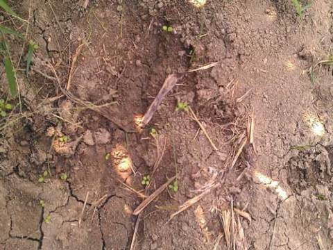 Πρέβεζα: Σοβαρές ζημιές από αγριογούρουνα σε καλλιέργειες καλαμποκιού