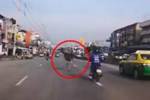 Ταϋλάνδη: Απλά μια στρουθοκάμηλος τρέχει σε πολυσύχναστο αυτοκινητόδρομο! (video)