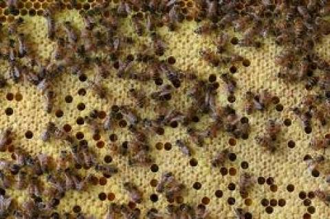 4,26 εκατ. ευρώ για στήριξη της μελισσοκομίας το 2014