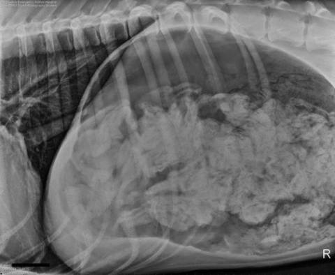 Δεν θα πιστέψετε τι βρήκαν στο στομάχι σκύλου! (pics)