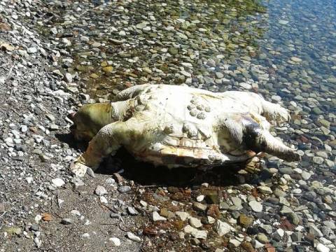 Φθιώτιδα: Εντοπίστηκαν νεκρές δύο χελώνες Καρέτα Καρέτα