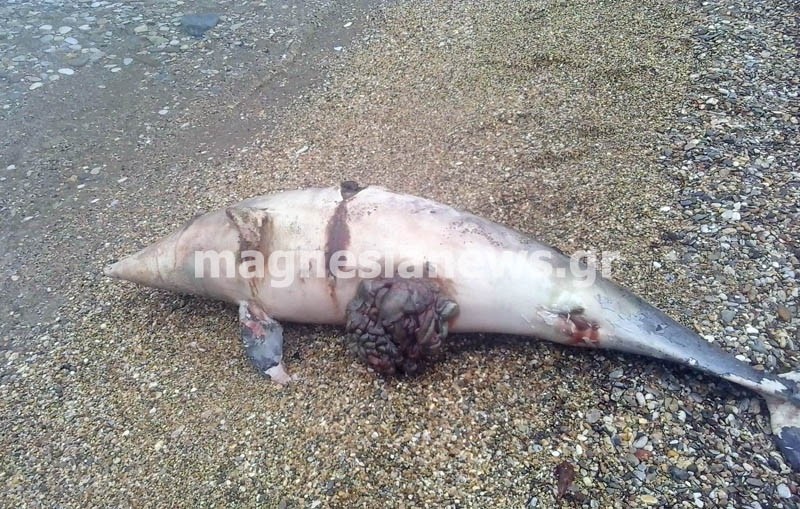 Πήλιο: Ξεβράστηκε νεκρό δελφίνι στην παραλία Χόρτου (pic)