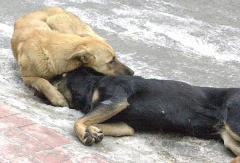 Ήπειρος: Δηλητηρίασαν με φόλες δύο σκυλιά στο Άλσος Ιωαννίνων