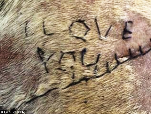 Σοκ: Έραψε «σ΄αγαπώ» πάνω σε σκύλο για να δείξει τον έρωτα του! (pics)