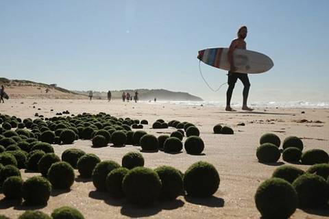 Εξωγήινα «αυγά» ξεβράστηκαν σε παραλία του Σίδνεϊ! (vid+pics)