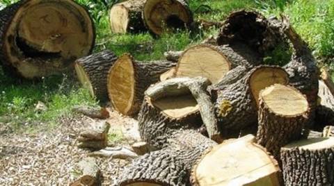 Ηλεία: Παράνομη ξυλεία 30 τόνων εντόπισαν οι αρχές