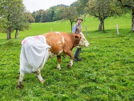 Έβαλε πάνες σε... αγελάδες λόγω Ευρωπαϊκής Ένωσης! (pics)