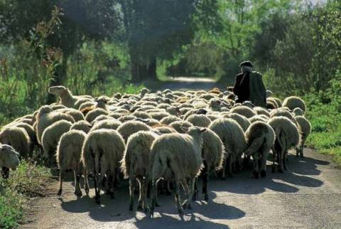 Πολύγυρος: Σε δημοπρασία ένα κοπάδι αιγοπρόβατα