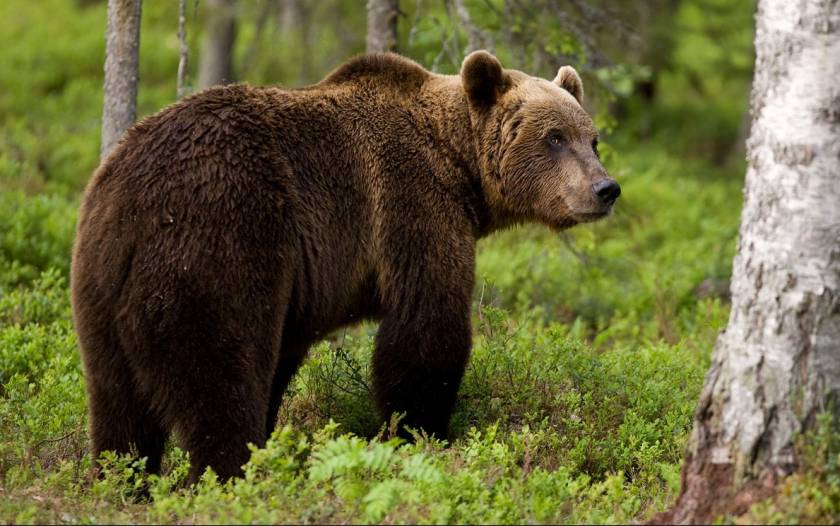 Εμφανίστηκε αρκούδα στο Άργος Ορεστικό
