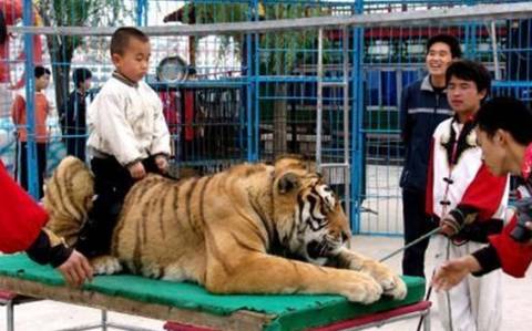 Κίνα: Τίγρης τσίρκου κατασπάραξε κοριτσάκι!