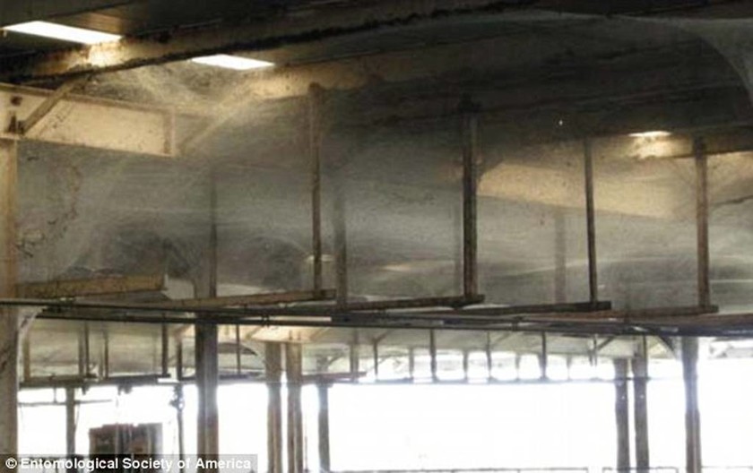 Αραχνοφοβία: 107 εκατομμύρια αράχνες κατέλαβαν ολόκληρο εργοστάσιο (photos)