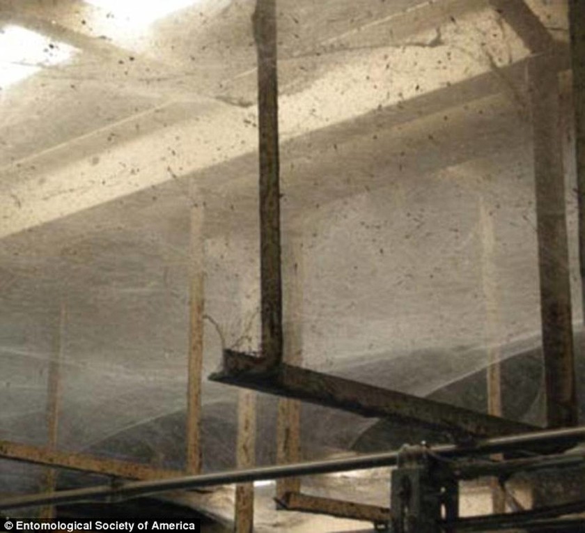 Αραχνοφοβία: 107 εκατομμύρια αράχνες κατέλαβαν ολόκληρο εργοστάσιο (photos)