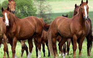 Έκλεψαν 9 άλογα από περιοχή της Κοζάνης