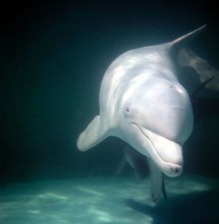 Νεκρό δελφίνι σε σοκάκι από υπερβολική δόση… σεξ!