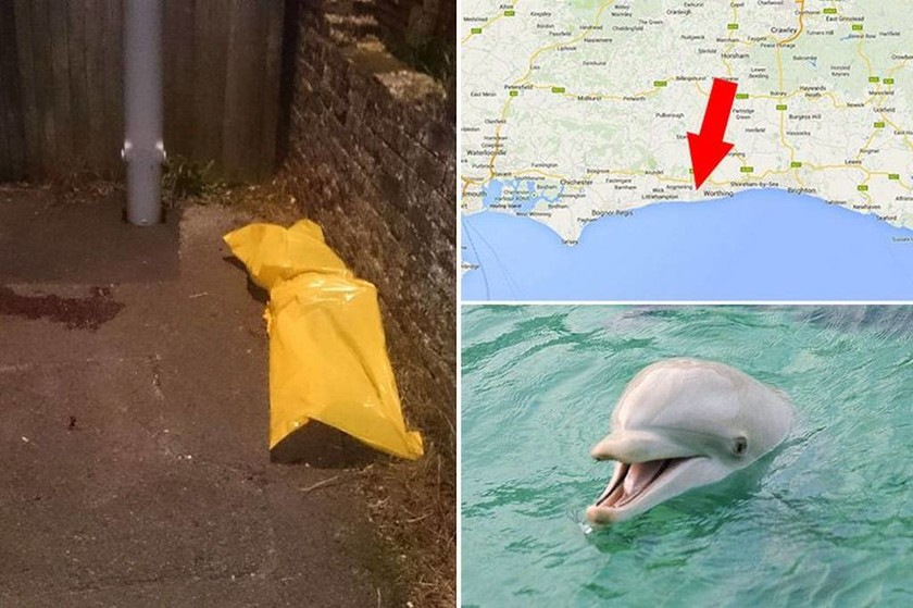 Νεκρό δελφίνι σε σοκάκι από υπερβολική δόση… σεξ!