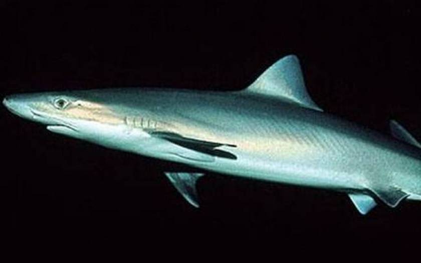 Акула длиной 3,2 метра – улов рыбака в Пиргосе