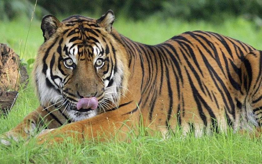 Κινητοποίηση των αρχών για τον εντοπισμό μιας... τίγρης