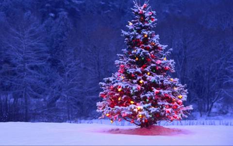 Χριστούγεννα: 151.000 δέντρα πρόκειται να υλοτομηθούν