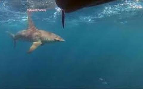 Καρχαρίας κυνηγάει καγιάκ (video)