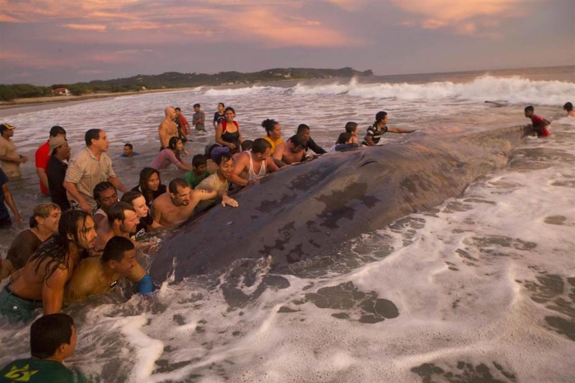 Φάλαινα καταδικασμένη στον θάνατο (photos)