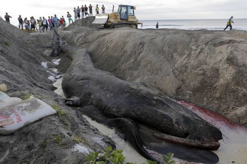 Φάλαινα καταδικασμένη στον θάνατο (photos)
