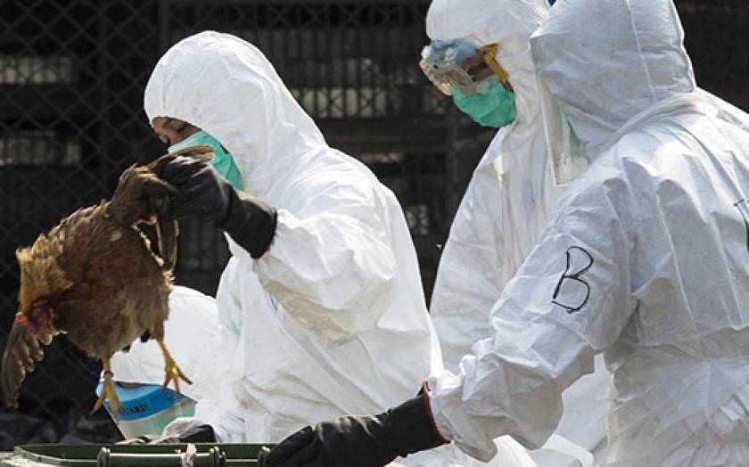 Λήξη συναγερμού για τη γρίπη των πτηνών στη Βρετανία