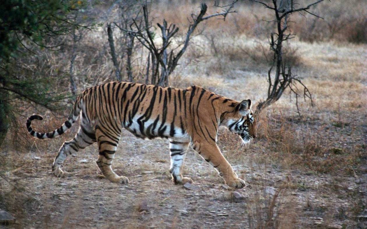Ινδία: Κίνδυνος για τις τίγρεις εξαιτίας της λαθροθηρίας