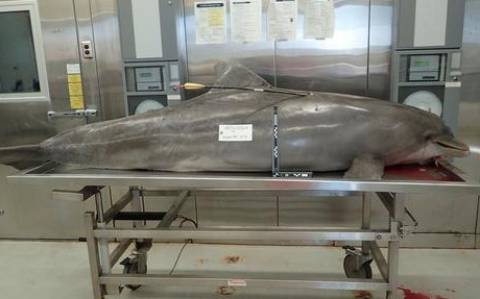 Παιδί σκότωσε με τόξο το δελφίνι στις ΗΠΑ