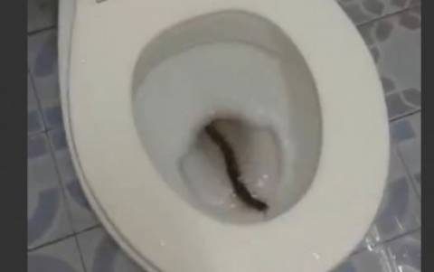 Ανακάλυψε μια... χιλιοποδαρούσα στην τουαλέτα της (video)