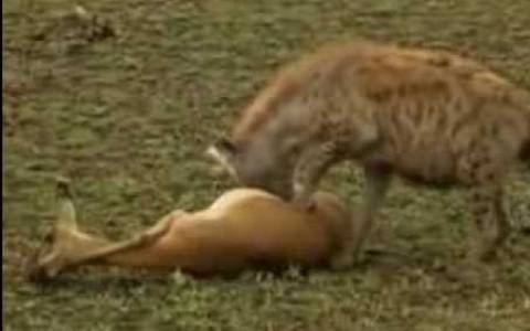 Απίστευτο video: Γαζέλα «κάνει» την ψόφια ξεγελώντας ύαινα!