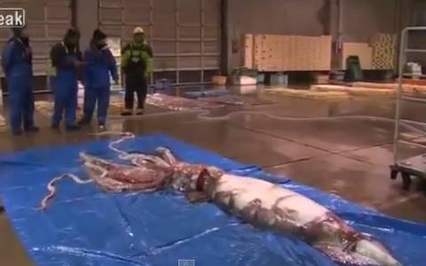 Ιαπωνία: Έπιασαν γιγαντιαίο καλαμάρι (video)