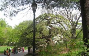 Αυτό είναι το πιο παράξενο δέντρο της Νέας Υόρκης! (Pics)