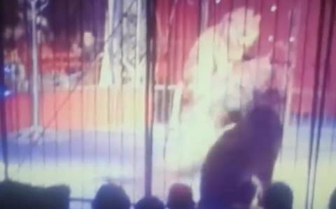 Αίγυπτος: Λιοντάρι επιτέθηκε σε θηριοδαμάστρια κατά τη διάρκεια σόου (video)