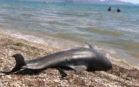 Ξεβράστηκε νεκρό δελφίνι σε παραλία της Κρήτης