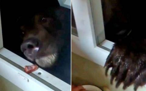 Ρωσία: Ταΐζει πεινασμένη αρκούδα από το παράθυρό του! (video)