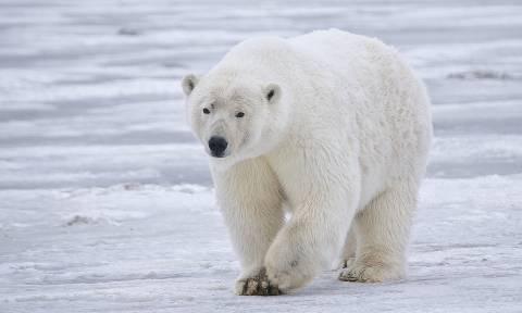 Νορβηγία: Πολική αρκούδα επιτέθηκε σε τουρίστες