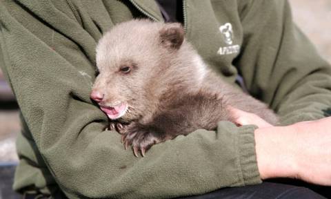 Πρέσπες: Εντοπίστηκε μόνο του νεογέννητο αρκουδάκι (Photos)